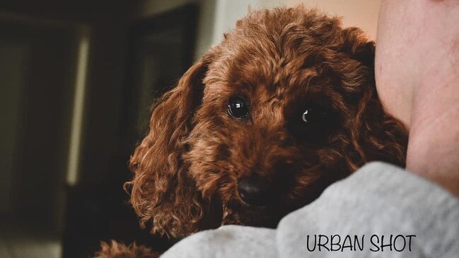 Ipswich Cutest Dog Competition 2022: Mitch Buchanan's dog. Picture: Urban Shot Photography