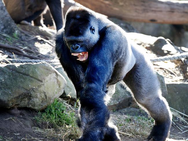 Big daddy of Taronga Zoo gorillas, Kibali, could be the answer to ...