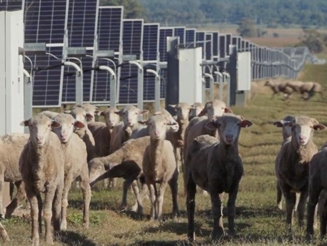 NETWORK SPECIAL.  MUST TALK WITH NETWORK PIC DESK BEFORE PUBLISHING.    .  Farmer Tony Inder, who is running sheep beneath solar panels near Wellington, NSW. Picture: RE-Alliance