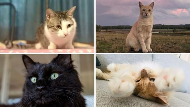 The community has spoken and two winners have tied for the crown of Southern Downs' cutest cat of 2025.