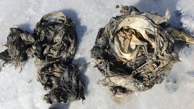 Byron Shire Council has urged people not to flush wet wipes, which should not be flushed down the loo, regardless of what the packaging says. Picture: SA Water