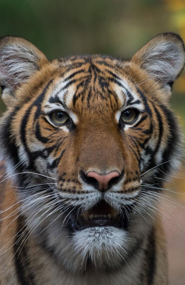 Nadia, a four-year-old Malayan tiger, has tested positive for coronavirus. Picture: Julie Larsen Maher/Wildlife Conservation Society /AFP