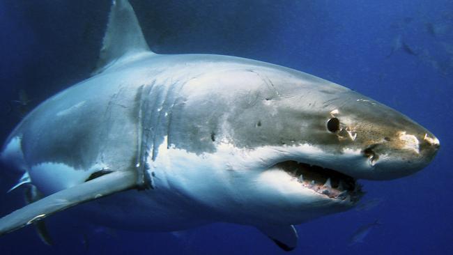 Great White Shark