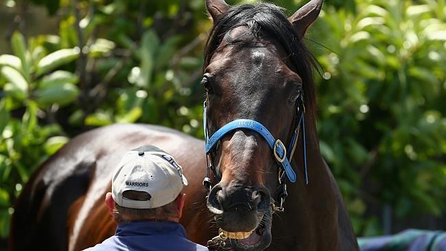 The Gai Waterhouse-trained Fiorente is cleaned after a swim by Roger Neville. Picture: AP