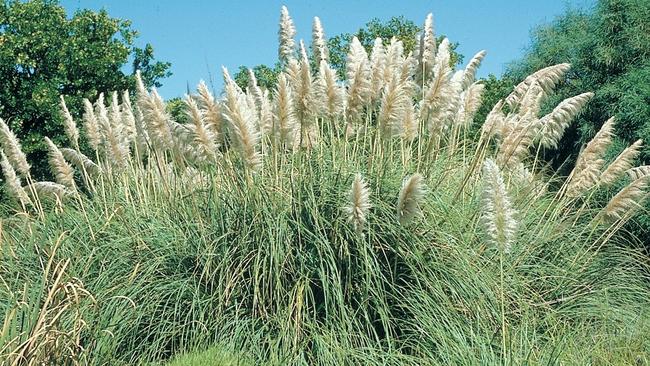 Pampas Grass is classified as a weed in Australia but in Britain is once a prized front garden must-have.