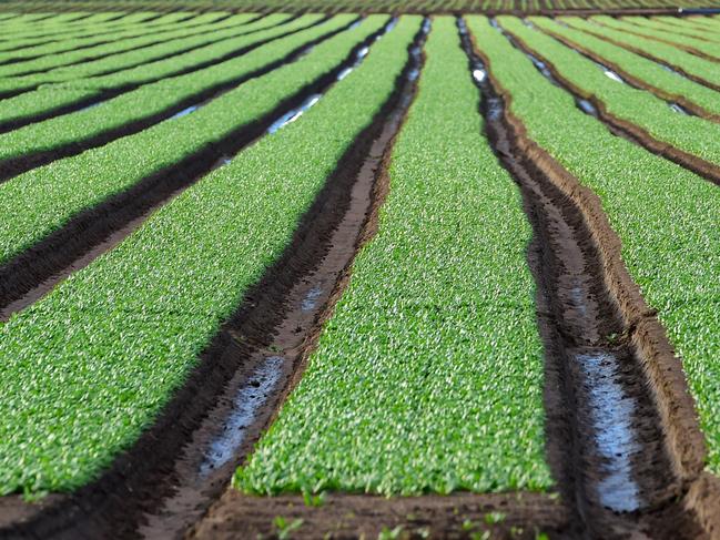 Workers on farms in LindenowMigrant workers on fruit and vegetable farms. Market gardens. Generic farm.Pictured: Agricultural landscape at Lindenow. PICTURE: ZOE PHILLIPS