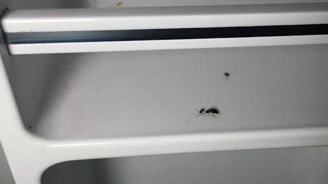 Bell said the dead cockroaches in the fridge let off a disgusting smell. Picture: Dan Bell