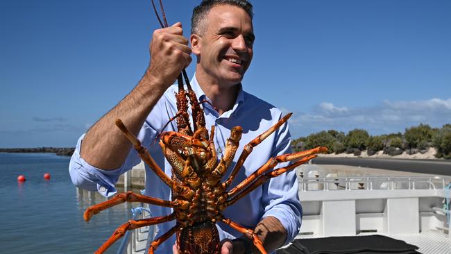 Premier Peter Malinauskas with a crayfish in Port McDonnell. Picture: NCA NewsWire / Naomi Jellicoe