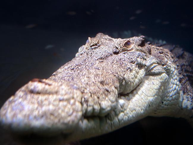 Graham the 4m saltwater crocodile lurks in the shadows as the sun reflects off of him. George was caught in 1986 in Two Fella Creek, Darwin Harbour (near Mandorah) at a length of 2.9m. In 2000 he came to the Territory Wildlife Park on from the NT Croc Farm, which has been his home since.In 2018 a special skylight was installed into his exhibit that allows UV Light to penetrate, allowing the absorption of calcium for Graham health and well being.Picture: Justin Kennedy