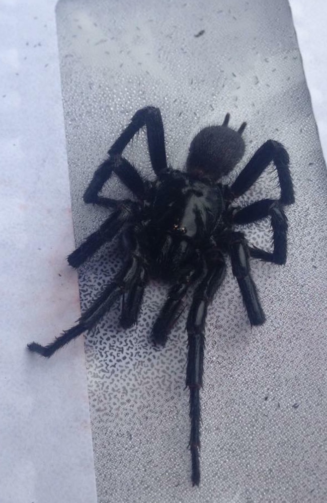 Fires, floods, now funnel-web spiders: Australia facing arachnid
