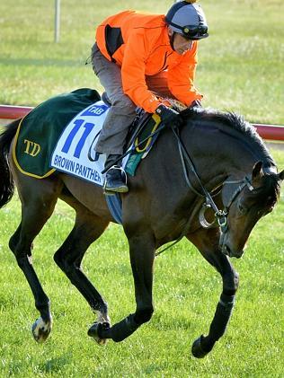 Christopher Ely works Brown Panther at the Werribee quarantine. Picture: Jay Town