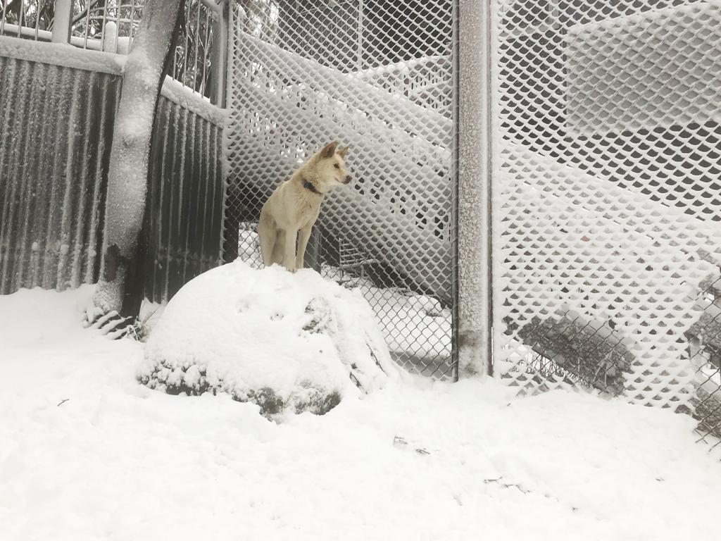 Snowfall at Mt Baw Baw, Victoria. Picture: Mt. Baw Baw