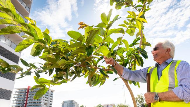 Darwin Lord Mayor Kon Vatskalis plants the first tree on Daly St as part of the CBD beautification project. Picture: Che Chorley