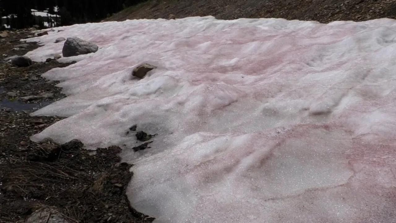 Pink-hued algae is reportedly responsible for what’s known as watermelon snow on Guardsman Pass near Park City, Utah. Picture: KSTU