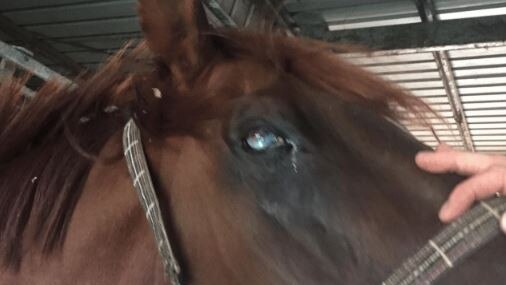 A horse found living in poor conditions at the property of Patricia Arnold.