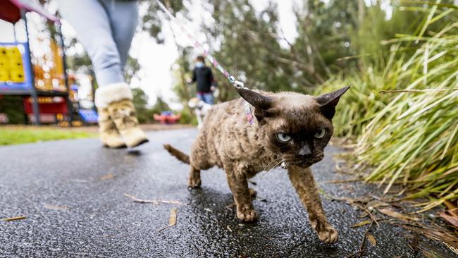 A cat is walked on a leash by its owner. Picture: Nicole Cleary