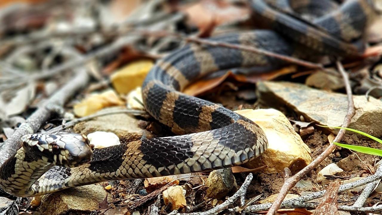 Stephens' banded snake from Reedy Creek. Gold Coast and Brisbane Snake Catcher Tony Harrison's best photos. Photo: Gold Coast and Brisbane Snake Catcher