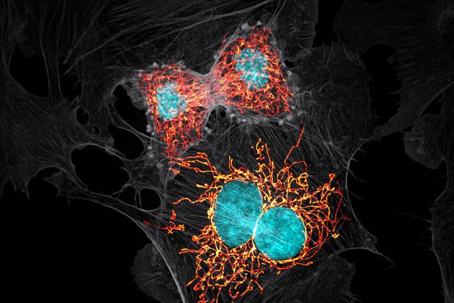 Nikon Small World 2019 10th Place - BPAE cells in telophase stage of mitosis Jason M. Kirk Baylor College of Medicine Optical Imaging & Vital Microscopy Core Houston, Texas, USA