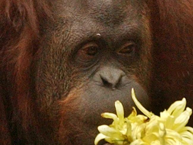 21/09/2004 Sandra, a female orangutan, smells a flower at the Buenos Aires Zoo, as the spring season begins in the Southern hemisphere.