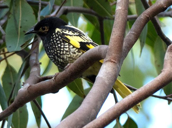 A Regent Honeyeater photographed on the Central Coast. Picture: supplied