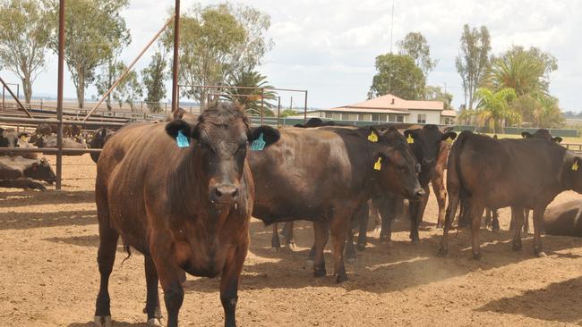 Tagged and tested: Wagyu beef can be traced from the plate, to the box, to the meatworks and the paddock cattle were born in.