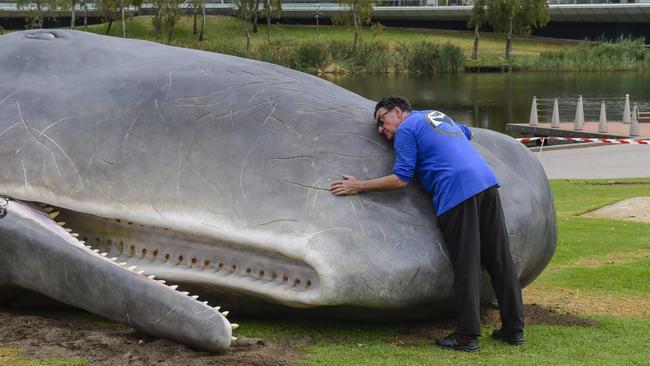 Wednesday March13 2024The Whale that was on Glenelg Beach has been moved to the river Torrens next to The Adelaide festival centre.Pic: RoyVphotography