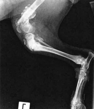 X-ray images on February 5, 2019, revealed fractures to Oreo’s left femur, left tibia and fibula caused by blunt force trauma. Picture: RSPCA.