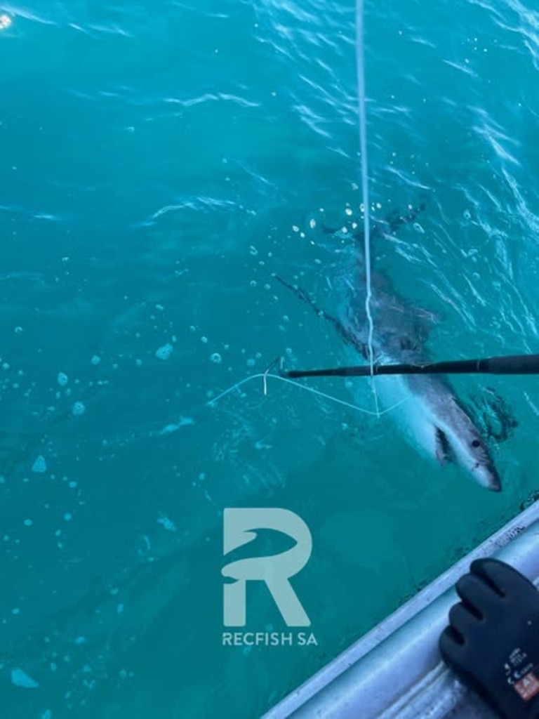 “Five or six” great white sharks spotted near Cape Jaffa. PICTURE: RecFish SA