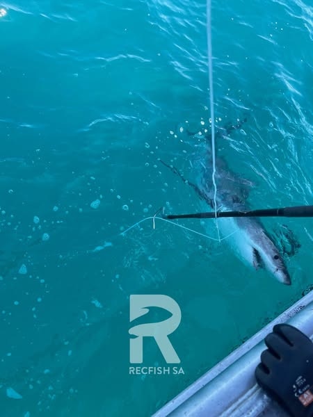 “Five or six” great white sharks spotted near Cape Jaffa. PICTURE: RecFish SA