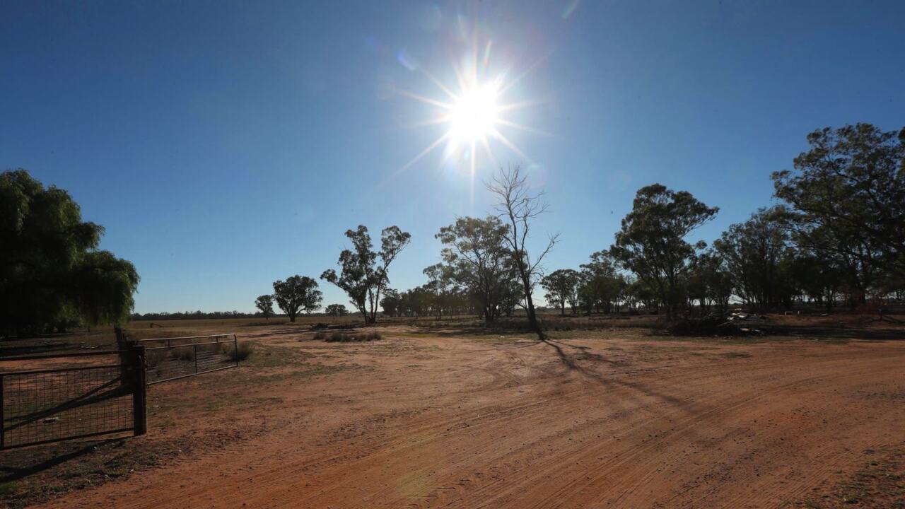 Qld drought will cost local farmers $100 million this financial year