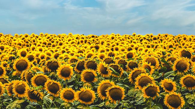 Once the sunflower heads open, they stop moving and all face east. Picture: Todd Trapani