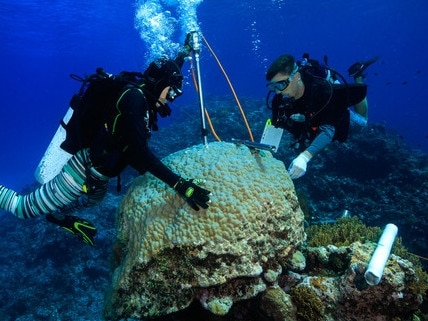 Drilling a coral skeletal core in the Coral Sea. Picture: Tane Sinclair-Taylor