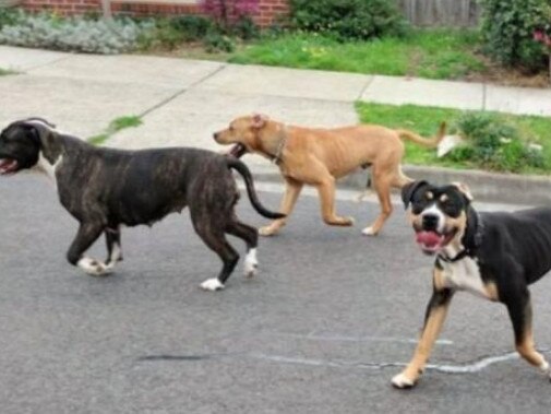 Three Sunbury dogs were recently seized by council officers and later put down after a series of incidents. Picture: 7 News