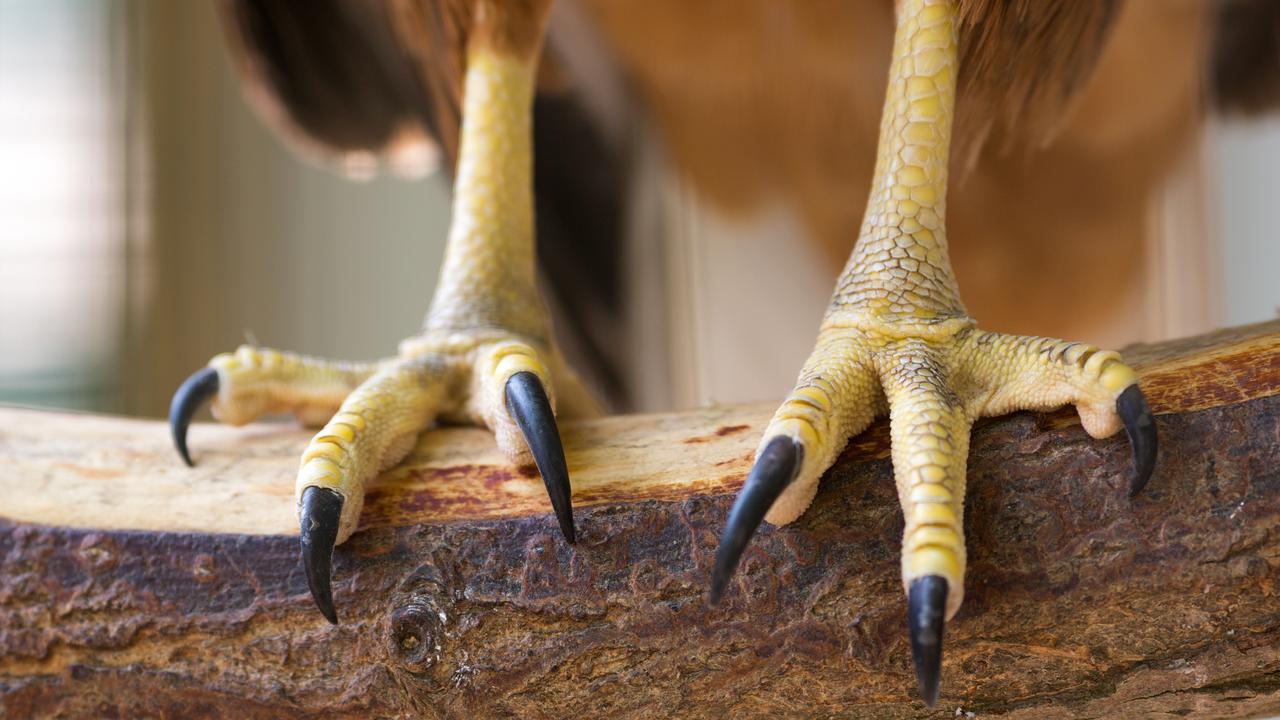 closeup of eagle claws on branch