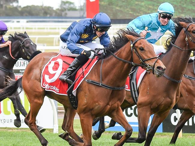 Kicking King ridden by Neil Farley wins the Multidrive Technology Maiden Plate at Geelong Racecourse on November 09, 2024 in Geelong, Australia. (Reg Ryan/Racing Photos)