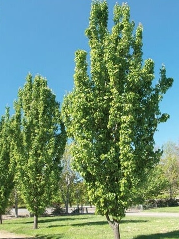 <span id="U722560589551B0C">Pyrus </span>‘Javelin’,ornamental pear, 10m x 2.5m