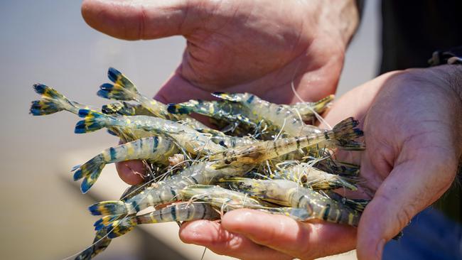 Black tiger prawns.