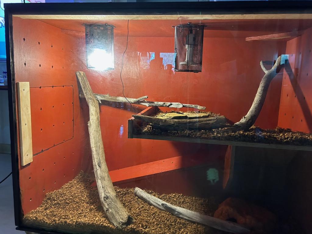 Katherine High School to host Oenpelli python in unique classroom setup ...