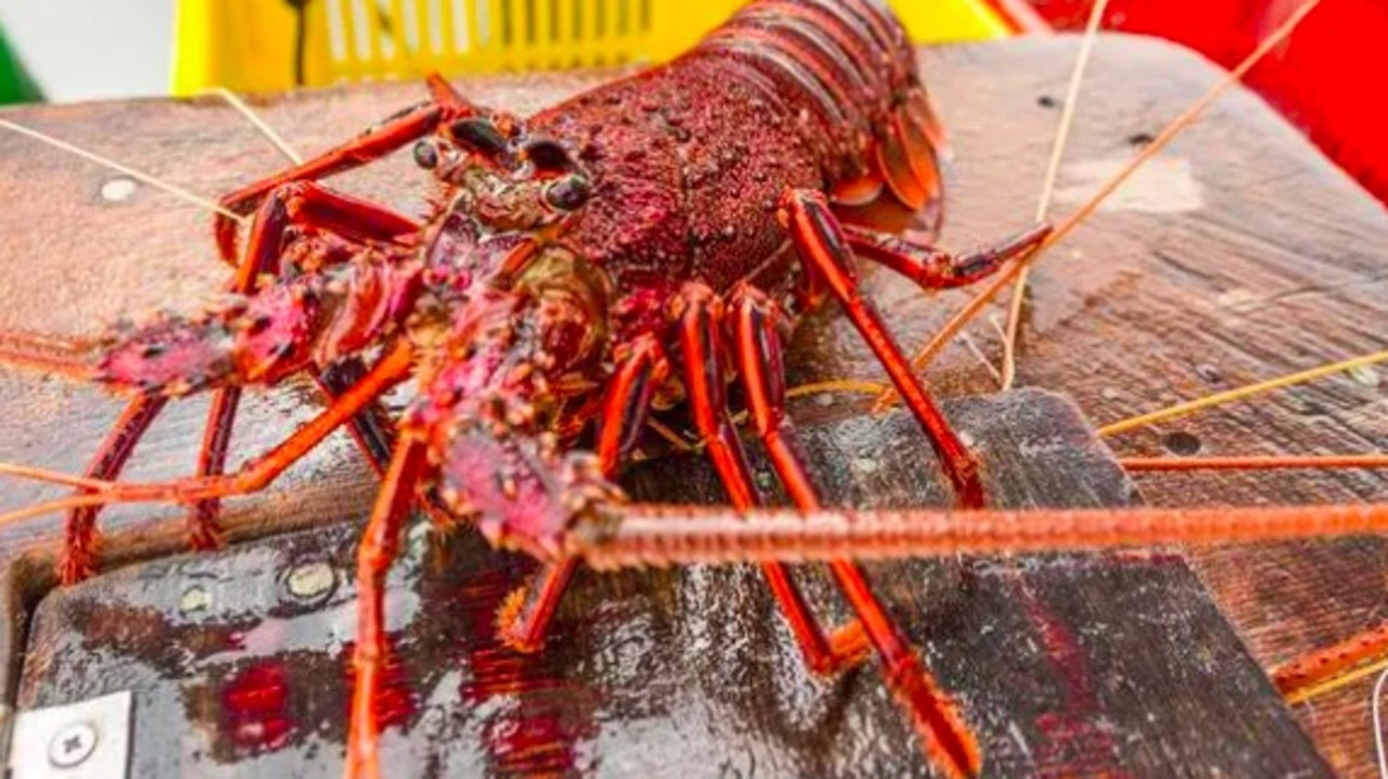 Coles, Woolworths bring back $20 lobster prices for Easter long weekend ...
