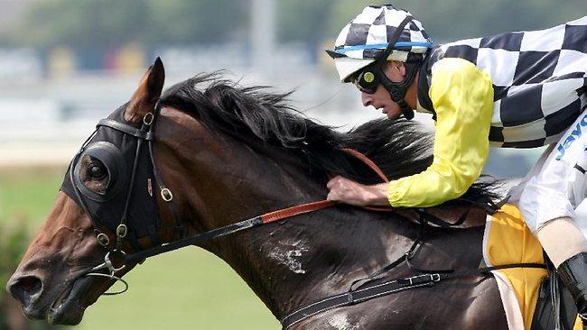 Precedence is Bart Cummings' big hope for the Melbourne Cup this year. Picture: Mark Evans