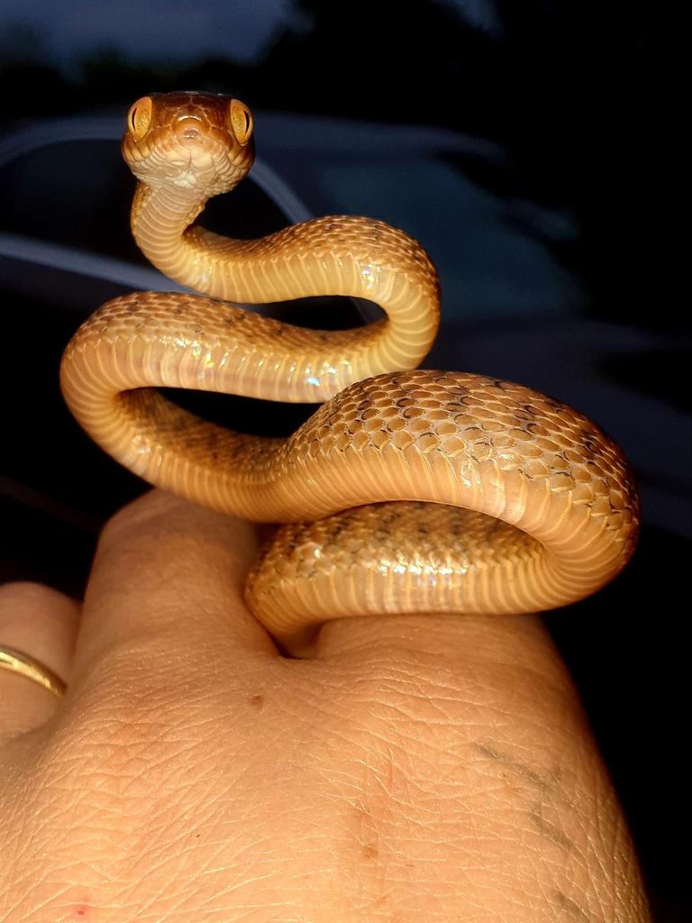 Brown tree snake from Bonogin. Gold Coast and Brisbane Snake Catcher Tony Harrison's best photos. Photo: Gold Coast and Brisbane Snake Catcher