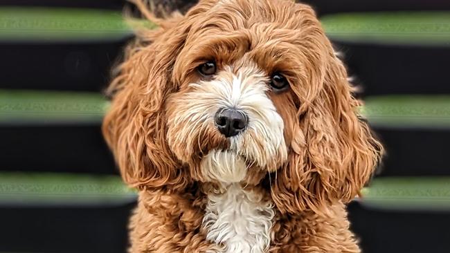 Two-year-old Lily from Forest Hill is just one of the pooches entered into the 2023 Victoria's Cutest Dog competition.