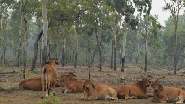 Australia's northernmost cattle property, the spectacular 131,900ha Bramwell Station, is on the market. . Picture: supplied.