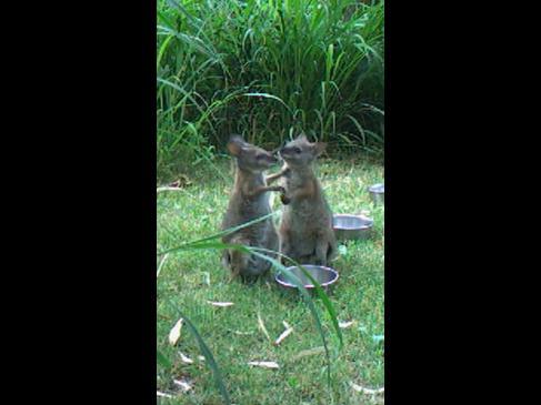 Perth Zoo welcomes orphaned wallaby joeys