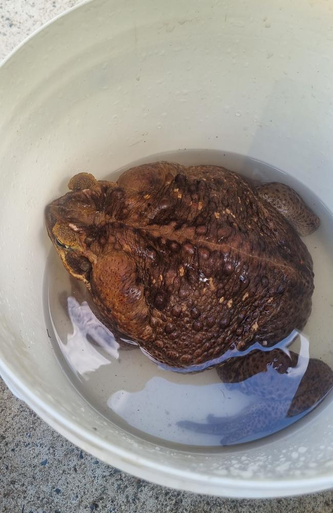 "Toadzilla" found in a north Queensland national park. Photo: Supplied Department of Environment and Science