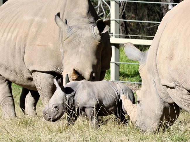 White Rhino born at Taronga Western Plains Zoo in Dubbo.