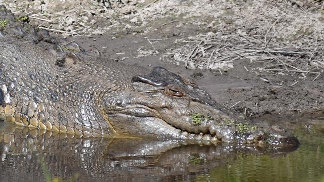 An almost 4-metre-long saltwater crocodile sunning itself on the banks of a sediment pond on the farm of Hinchinbrook Shire Mayor Ramon Jayo. Picture: Cameron Bates