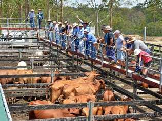 A council-commissioned report says Gympie's Saleyards have a maximum 10-year lifespan left and need to move. Picture: Greg Miller