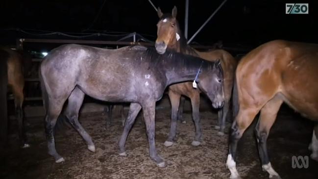 A screenshot from the ABC report on the mass slaughter of racehorses.