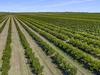 Queensland families put $100m of land on market